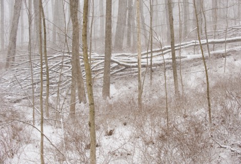 Forest in winter.