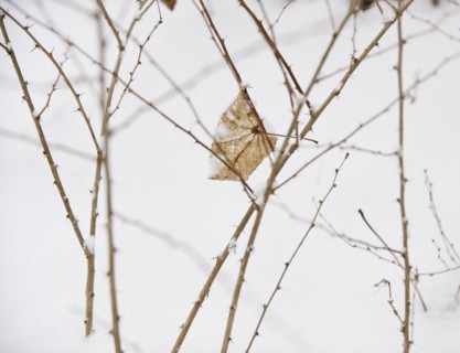 Plant in snow.