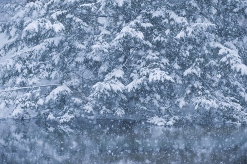 Forest and pond in winter.