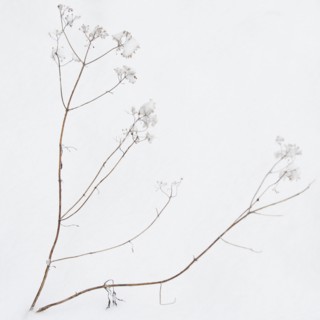Plant in snow.