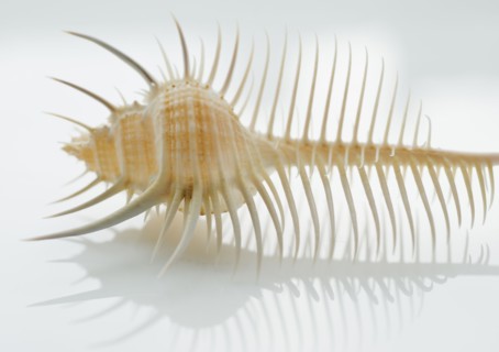 Close up of tropical shell.