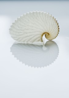 Close up of tropical shell.