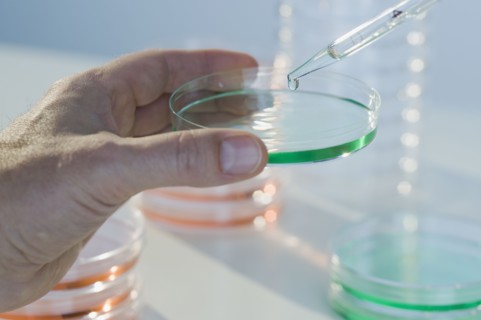 Scientist holding petri dish.