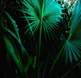 Tropical leaves, St. Thomas, US Virgin Islands.