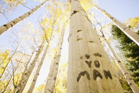 Carving on tree trunk in forest, Aspen, Colorado, USA . Photographe : Shawn O'Connor