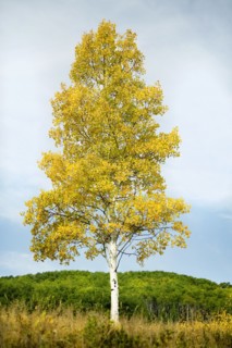 Steamboat Springs, Single tree standing on field in front of forest, Steamboat Springs, Aspen,