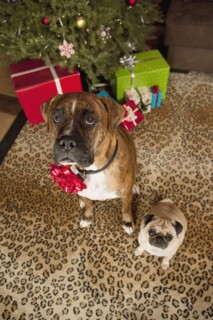Pug and boxer sitting in front of Christmas tree. Photographe : Sarah M. Golonka