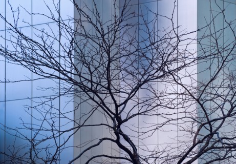 Bare tree in front of Citicorp building, New York City, New York, USA.