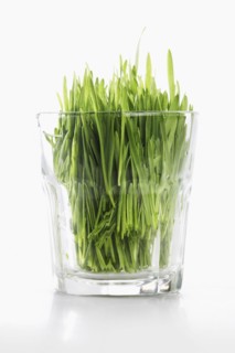 Grass in glass. Photographe : Joe Clark