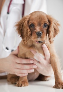 Vet holding puppy on table.
