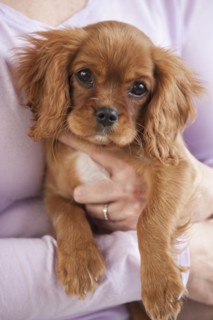 Puppy being held by woman.