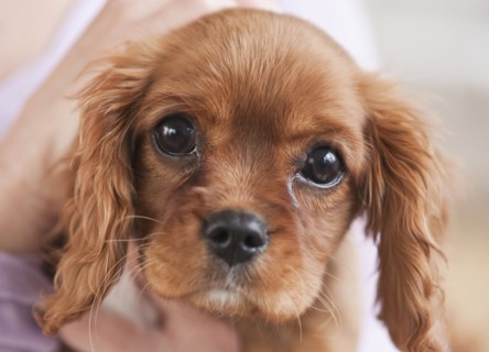 Puppy being held by woman.