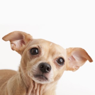 Studio shot of Chihuahua.