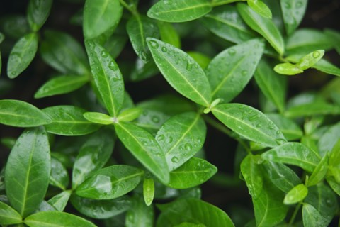 Leaves.