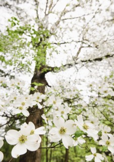 White Flowers.