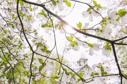 Tree branches outdoors.