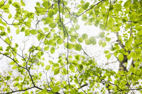Tree branches outdoors.