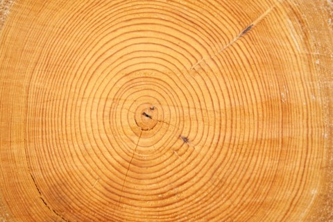 A log.