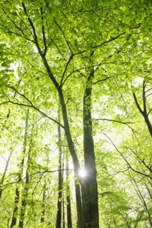 A forest of trees.