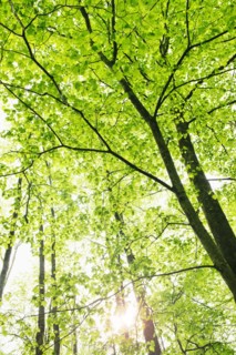 A forest of trees.
