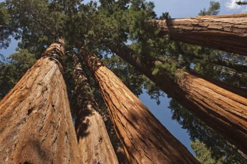 A forest of trees.
