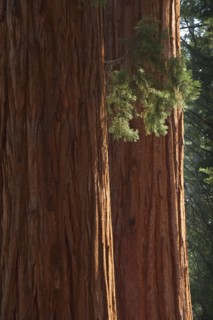 A forest of trees.