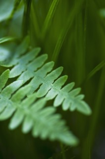 Leaves.