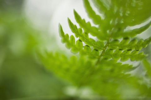 Leaves.