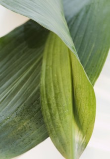 Leaves