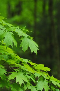 A forest of trees