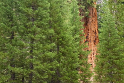 A forest of trees