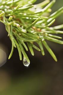 Tree branches outdoors