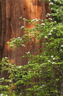 A forest of trees