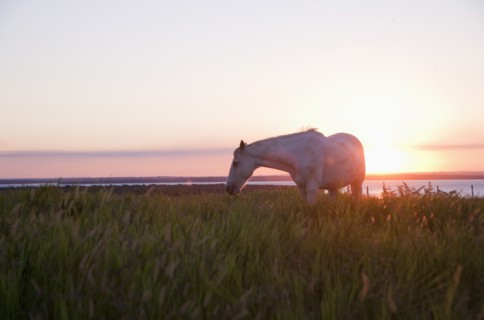 A horse in a field