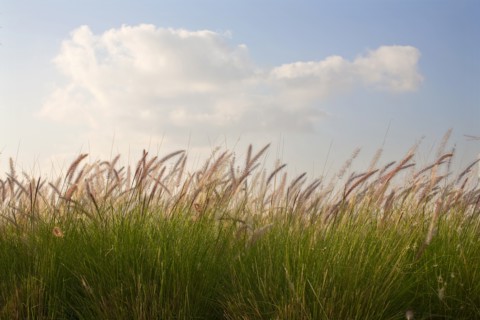 A field