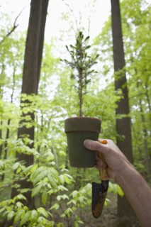 A hand holding up a plant in the woods