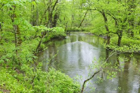 Flowing creek.