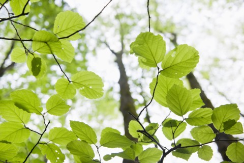Tree branches outdoors.