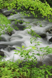 Flowing creek.