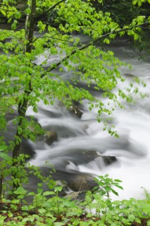 Flowing creek.