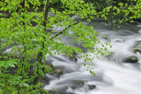 Flowing creek.