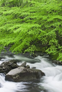 Flowing creek.
