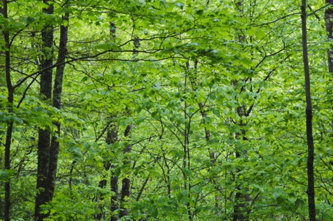 A forest of trees