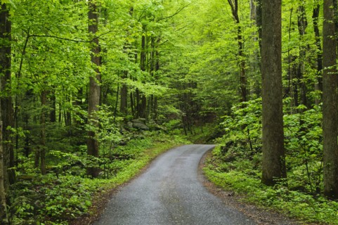 A scenic and empty path