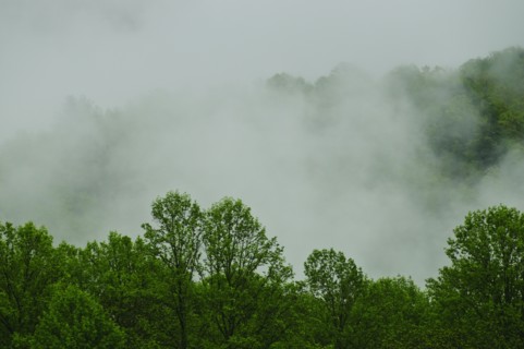 A forest of trees