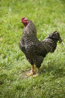 A rooster in a field.