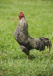 A rooster in a field.