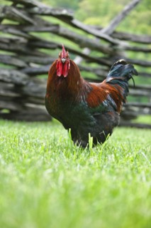 A rooster in a field near a fence.