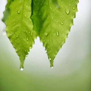 Leaves.