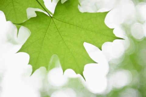 Leaves.